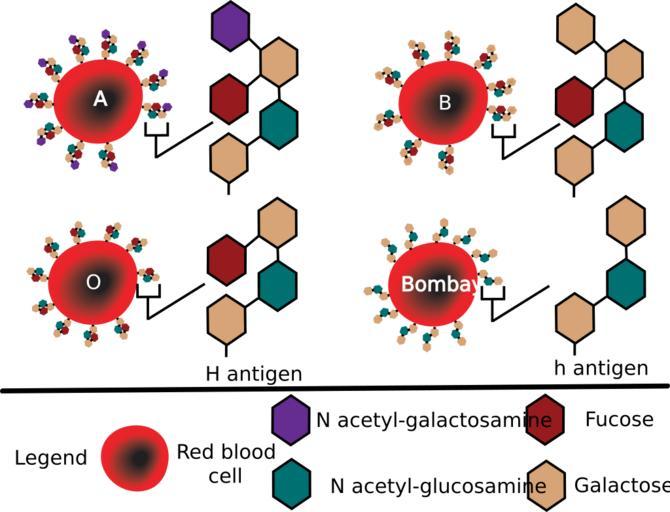 bombay blood group