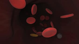 red blood cells