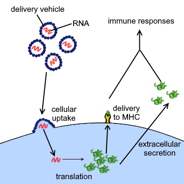 illustration of vaccine