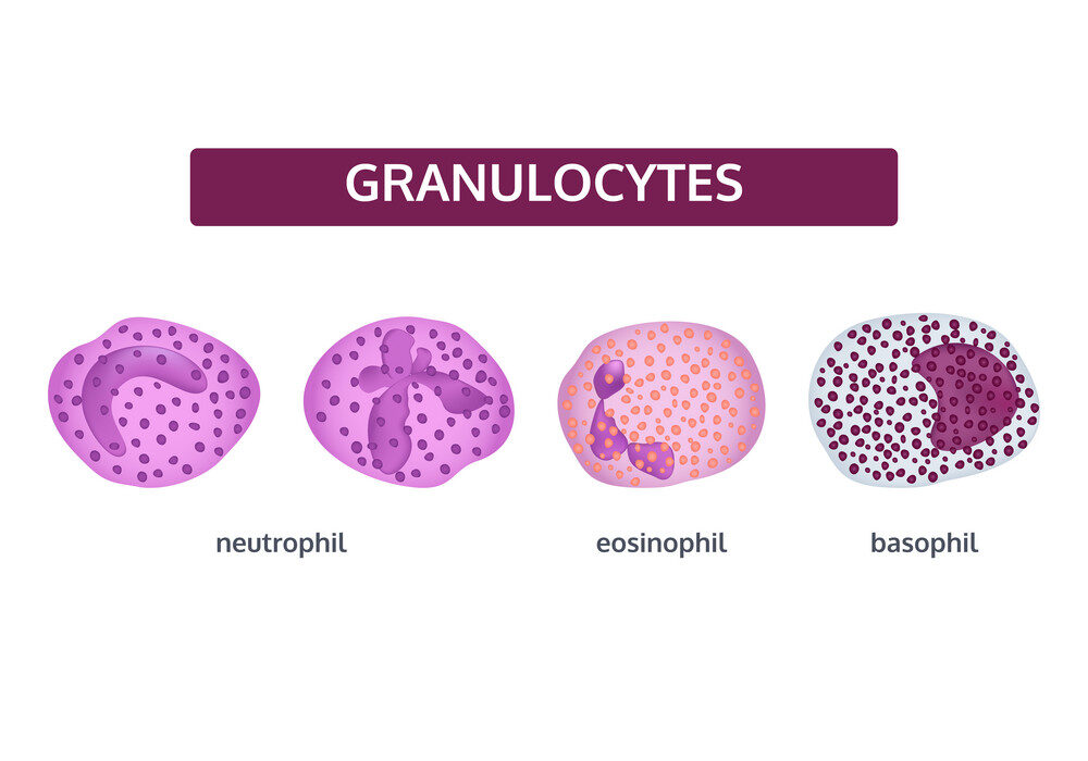 Granulocytes white blood cells.