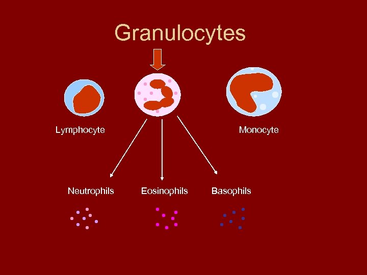 granulocytes