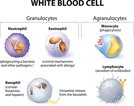 Types of white blood cells.