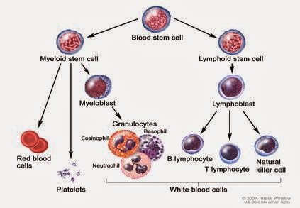 blood stem cell