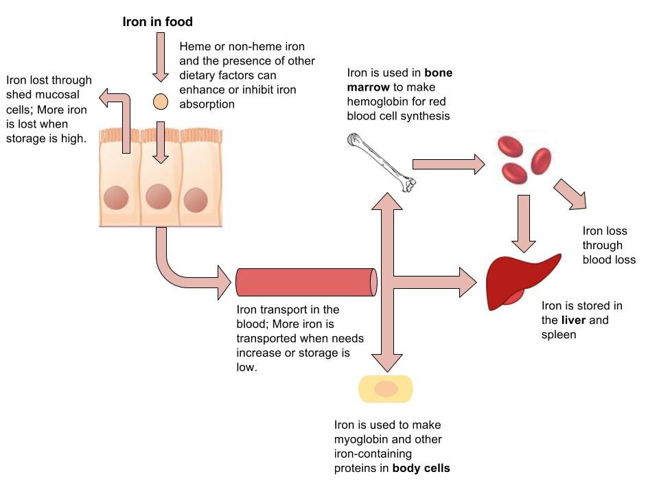 iron and hemoglobin